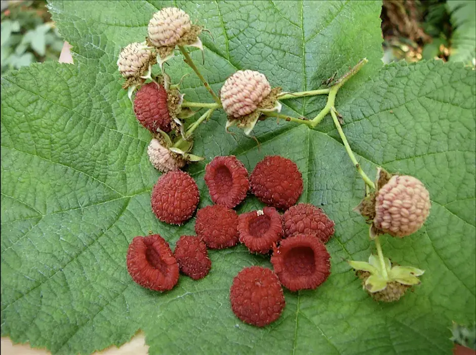 Plant walk at Alpine Meadows