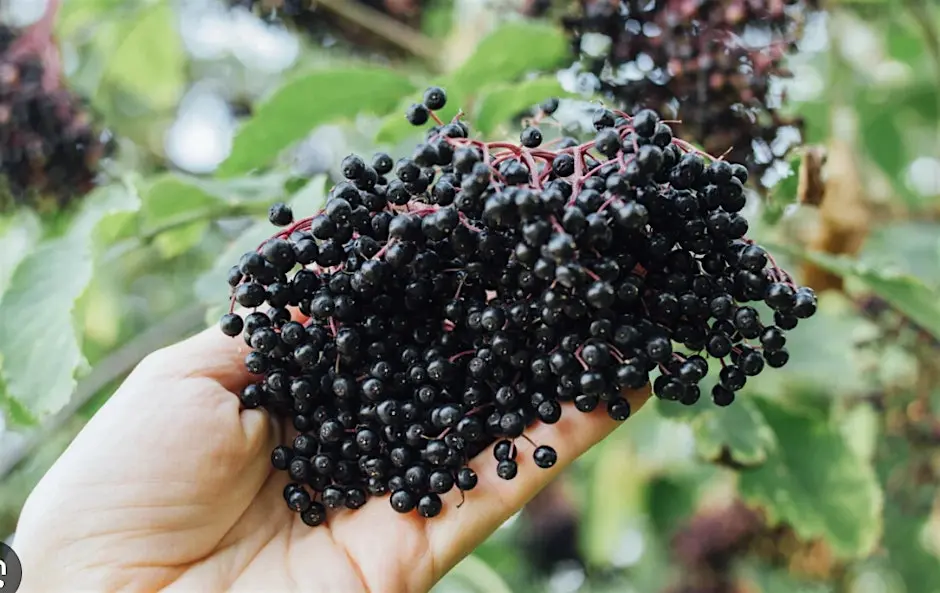Elderberry medicine making workshop