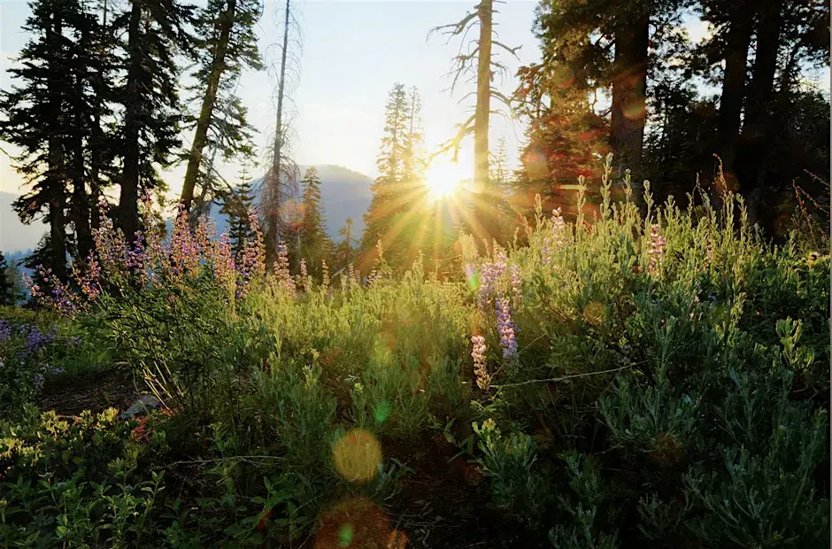 Plant walk through Blackwood Canyon